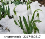 Small photo of first flowers are snowdrops on the thaw. snowdrop Galanthus , gentle white snowdrop flowers growth in snow. Beautiful spring natural background. early spring season concept.