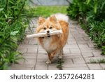 Small photo of Young Red Puppy Pomeranian Spitz Puppy Dog Play Outdoor In Summer Grass. Pomeranian Spitz At Summer Sunny Day. Summer Season.