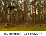 High seat for a hunter in front of an old pine forest