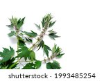 leonurus cardiaca plant. mother ... | Shutterstock . vector #1993485254