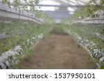 Small photo of Plants growing in hydroponic system pursuant to special technology, Israel. Selective focus, blurred background.