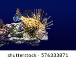 Lion Fish Are Fabulous And...