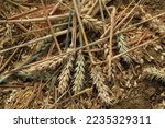 Small photo of Discarded wheat, stalks and chaff left on the ground after the harvest