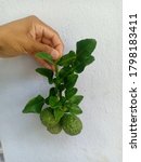 Small photo of Capturing kaffir lime leaves for cooking Indisputable in making delicious tom yam