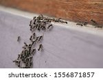 Black garden ant activity. Also known as the common black ant. These insects usually live in colonies. 