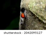 Baby Red Ladybug And The Cocoon ...