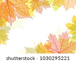 autumn background and leaves of ... | Shutterstock .eps vector #1030295221