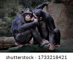 The chimpanzee (Pan troglodytes), also known as the common chimpanzee, robust chimpanzee, or simply "chimp", is a species of great ape native to the forest and savannah of tropical Africa