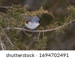 Tufted Titmouse Looking At The...