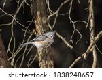 Tufted Titmouse Perched In A...
