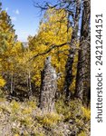 Small photo of United States. Utah. Wayne County. Golden aspens in autumn along the Scenic Byway 12 between Torrey and Boulder.