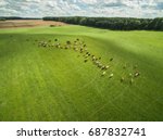  Aerial View Of Cows In A Herd...