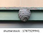 A Large Wasp Hornet's Nest Is...
