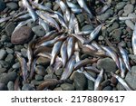 Small photo of Small fresh female capelin fish or capelin smelt with green and silver bodies lay on a rocky beach. Shishamo,Mallotus Villosus, are little egg producing fish meal that has jumped onto a beach to spawn