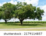 Two Large Oak Trees In A Grassy ...
