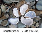 A Cluster Of Mussel Shells In...
