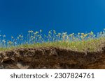 The edge of a cliff with a top layer of yellow dandelion flowers, grass and rich red soil. The ground has eroded and is undermined below the sod section of the ground. There's a deep blue sky. 
