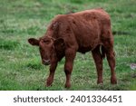Small photo of A small red heifer stands in the middle of a lush green grassy field. The baby farm animal has long brownish red hair. It's young and unstable on its legs as it stands in the pen outside.