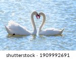 Small photo of The couple of swans with their necks form a heart. Mating games of a pair of white swans. Swans swimming on the water in nature. Valentine's Day background. The mute swan, latin name Cygnus olor.