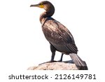 Great Cormorant  Phalacrocorax...