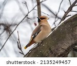 Bohemian Waxwing Sitting On The ...