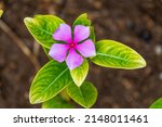 Rose Periwinkle  Catharanthus...