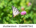 Beautiful Butterfly Scarce...