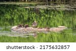Adult Duck With Many Ducklings...