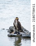 Great Cormorant  Phalacrocorax...