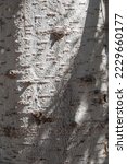 Small photo of Aspen bark texture. Aspen tree bark detailed texture. Populus tremula, Eurasian aspen