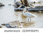 The Small White Heron Or Little ...
