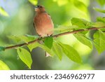 Small photo of Common chaffinch sits on a branch in spring on green background. Beautiful songbird Common chaffinch in wildlife. The common chaffinch or simply the chaffinch, latin name Fringilla coelebs.