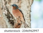 Small photo of Common chaffinch sits on a tree. Beautiful songbird Common chaffinch in wildlife. The common chaffinch or simply the chaffinch, latin name Fringilla coelebs.