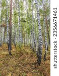 Small photo of Beautiful sunny day in the forest. Summer or early autumn landscape with green birch trees. Young birch with black and white birch bark in summer in birch grove against background of other birches.