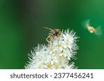 Small photo of Spiraea chamaedryfolia or germander meadowsweet or elm-leaved spirea white flowers with green background. Magnificent shrub Spiraea chamaedryfolia. A bee on white flowers of a honey plant.