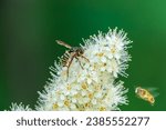 Small photo of Spiraea chamaedryfolia or germander meadowsweet or elm-leaved spirea white flowers with green background. Magnificent shrub Spiraea chamaedryfolia. A bee on white flowers of a honey plant.
