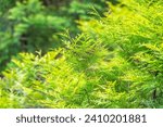 Small photo of Thuja occidentalis green foliage. Green thuja tree branches, background. Thuja occidentalis, or eastern arborvitae close-up. texture background.