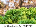 Small photo of Thuja occidentalis green foliage. Green thuja tree branches, background. Thuja occidentalis, or eastern arborvitae close-up. texture background.