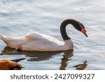 Small photo of The black-necked swan Cygnus melancoryphus, is a swan that is the largest waterfowl native to South America. Body plumage is white with black neck and head and greyish bill and white stripe behind eye