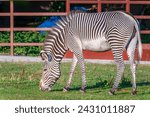 Small photo of Grevy's zebra, lat Equus grevyi, also known as the imperial zebra eats green grass. Zebra portrait, Detail of head. Wild life animal.
