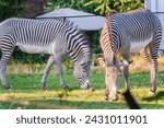 Small photo of Grevy's zebra, lat Equus grevyi, also known as the imperial zebra eats green grass. Zebra portrait, Detail of head. Wild life animal.