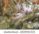 Small photo of Cute bird the willow tit, song bird sitting on the fir branch with snow in winter. Willow tit perching on tree in winter. The willow tit, lat. Poecile montanus.