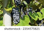 Small photo of Isabella grapes hanging on vine in the end of summer.It is used for table, wine production and juice.