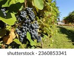 Small photo of Isabella grapes hanging on vine in september. It is used for table grape, wine production and juice.