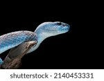 Blue Viper Snake Head Close Up  ...