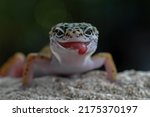 Baby Leopard Gecko Lizard On...