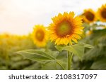 Field Of Sunflowers.flowers...