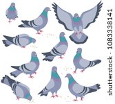 Set Of Rock Doves Isolated On...
