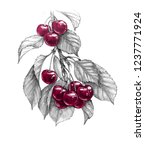 Hand Drawn Sweet Cherry Branch...