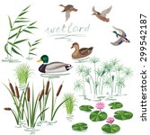 Set Of Wetland Plants And Birds....